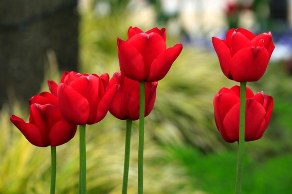 Comment la technologie influence-t-elle le design des maisons modernes ?