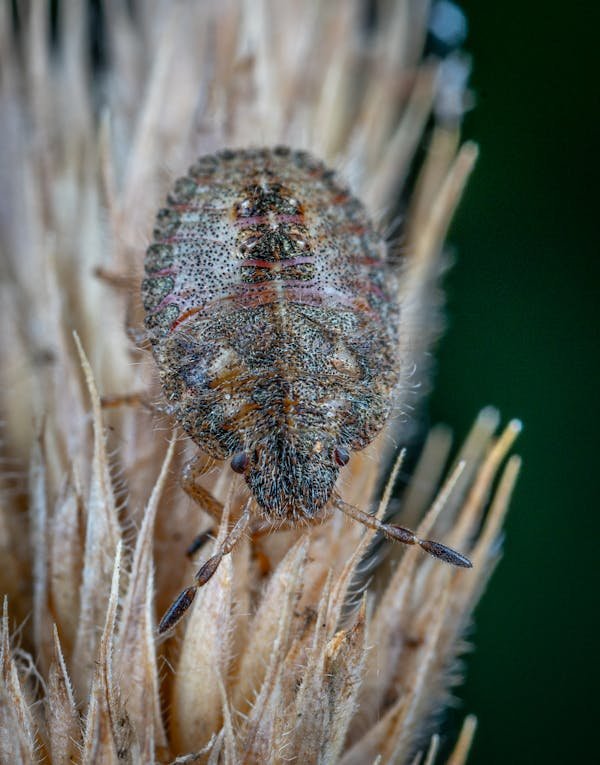 Comment choisir un spécialiste punaise de lit efficace ?